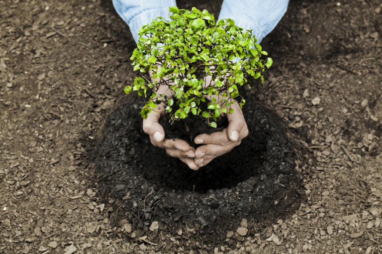 Programa de Reforestación