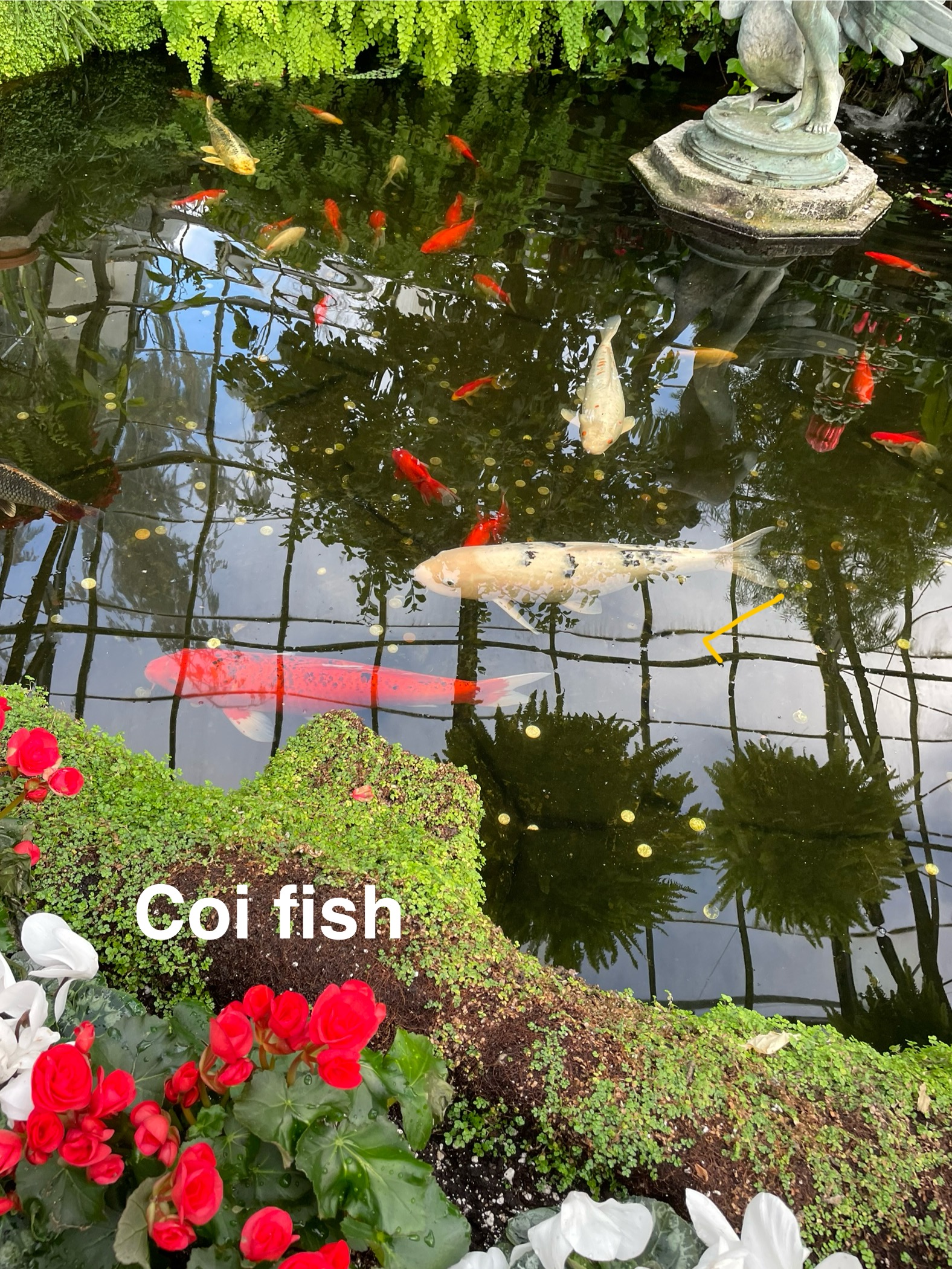 Common name: Koi Fish