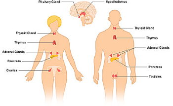 The endocrine system in females and males