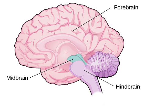 The Brain