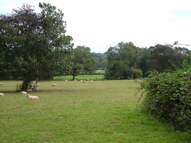 Grassy Tree Ecosystems