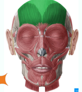 Occipitofrontal