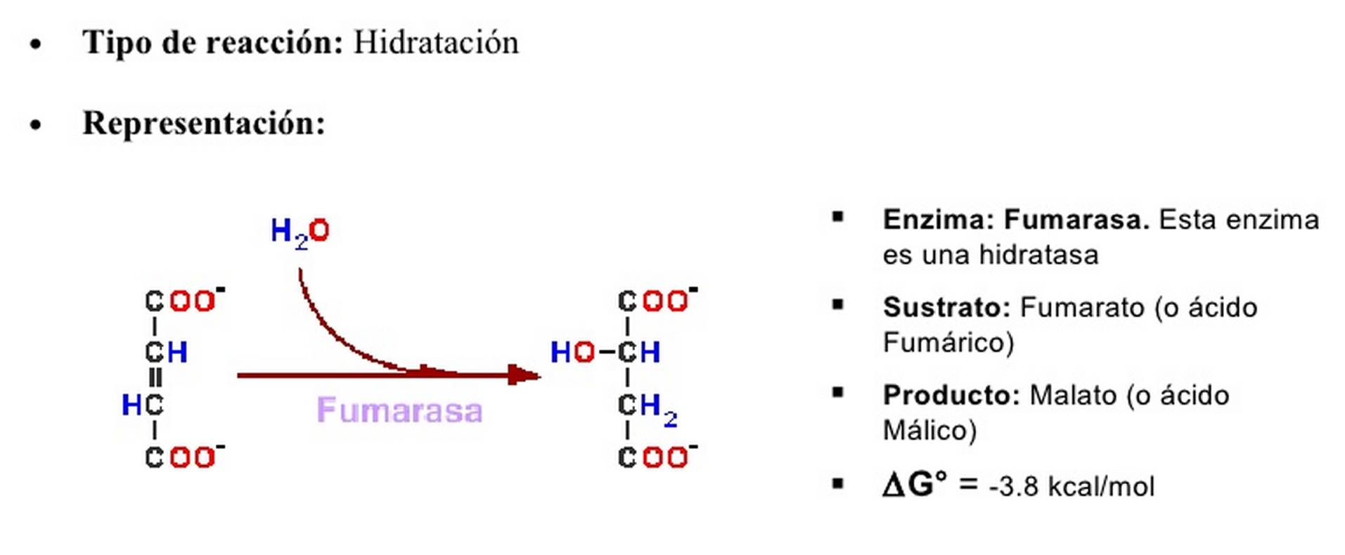 Hidratación FUMARATO a L-MALATO