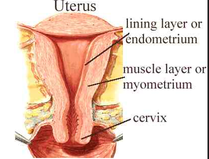 Endometrium And Myometrium