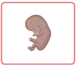 Embryo-fetal toxicity