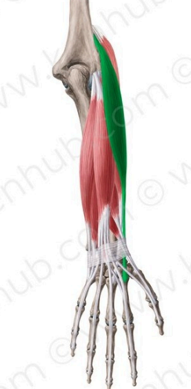 Flexor radial del carpo