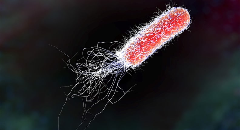 Escherichia coli