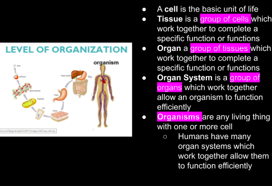 Hierachy of Living Things
The of living things is a diagram which shows the simplest components of an organism to the most co