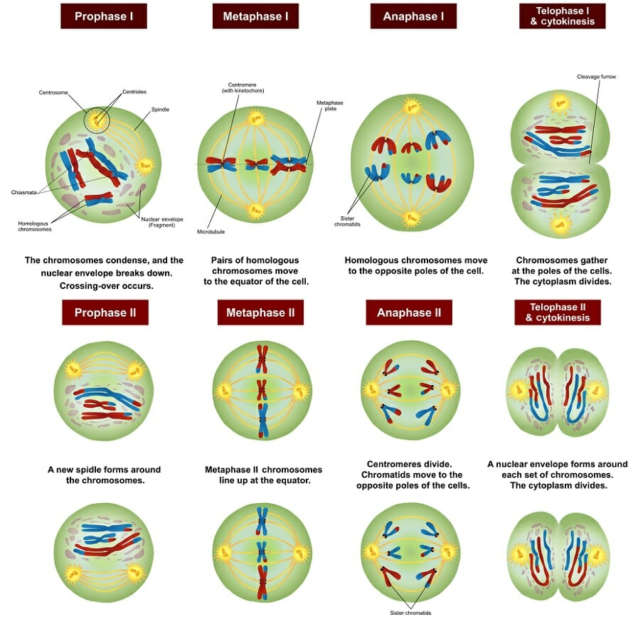 Note: Meiosis and mitosis both have PMAT phases, with slight differences