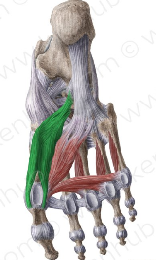 Tercer plano Flexor corto del dedo corto