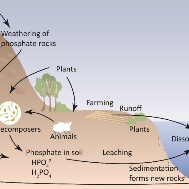 Phosphorus is usually produced from phosphate rock that is mined and processed into various products. There are different met