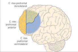 Corteza Prefrontal lateral