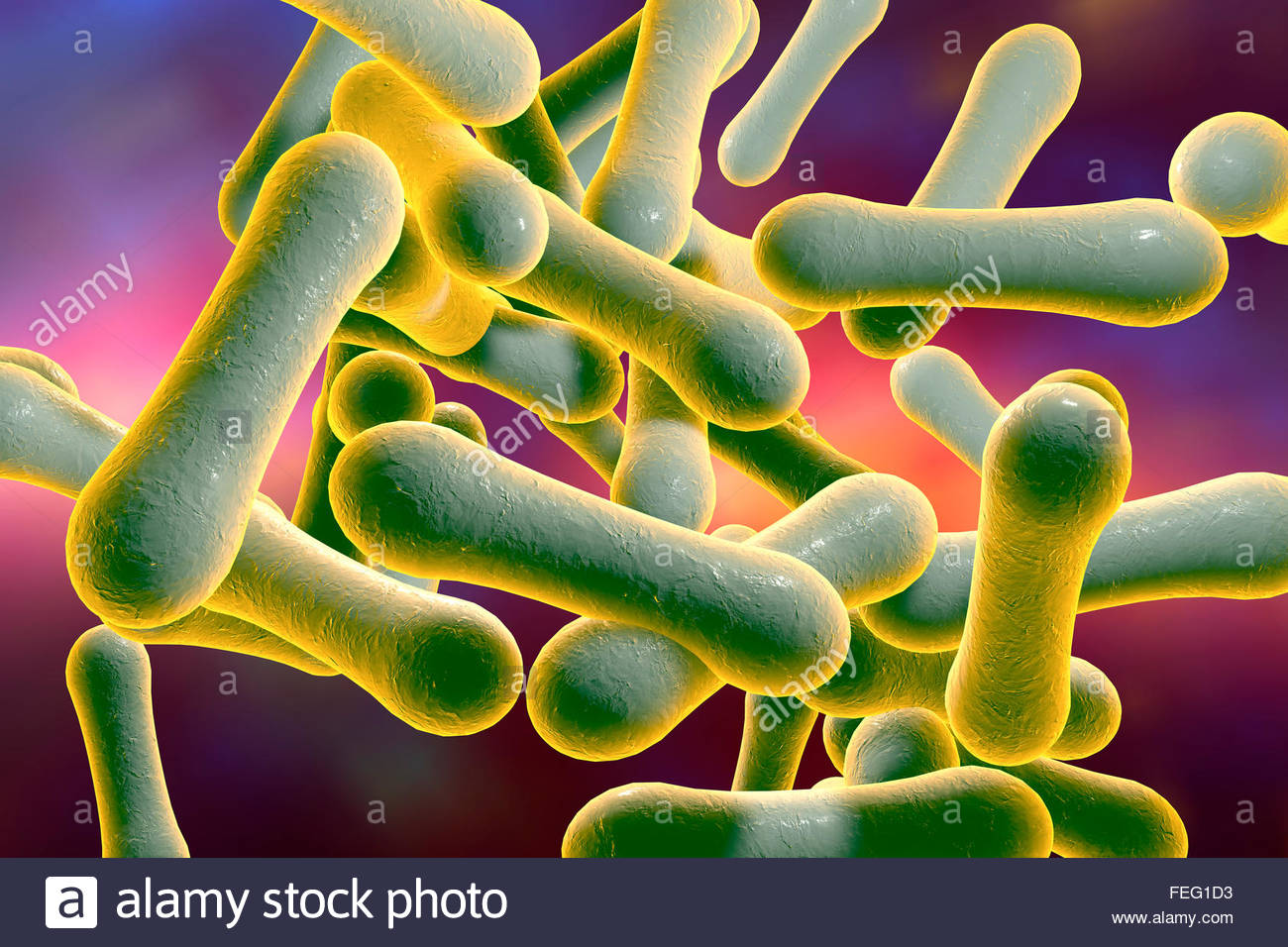Corynebacterium