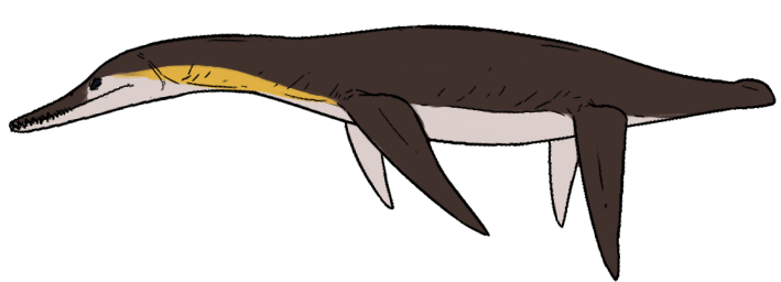 Sulcusuchus erraini