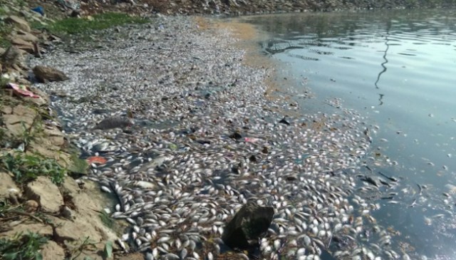 Chemical Contaminants: