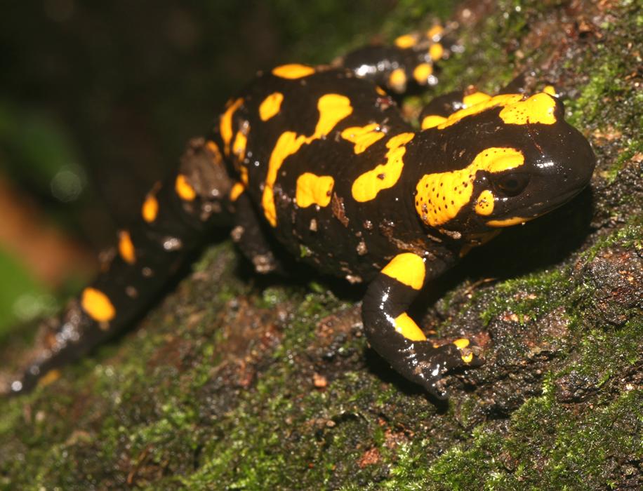 Salamander