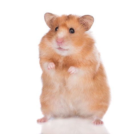 Hamster