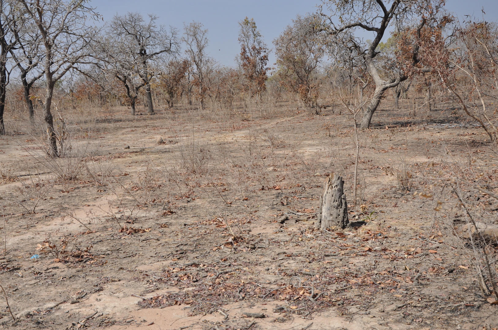 Degraded Land