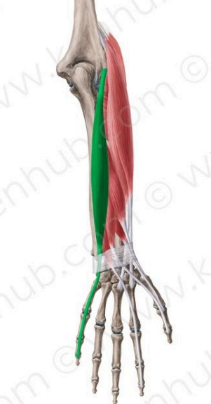 Extensor del meñique