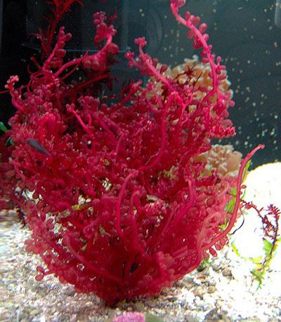 Red algae