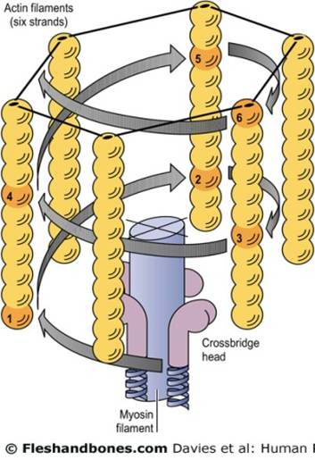 Regular organization with six actin filaments surrounding each myosin filament.
