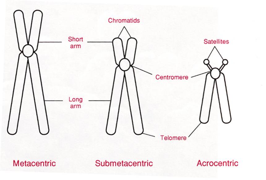 Chromosomes classification