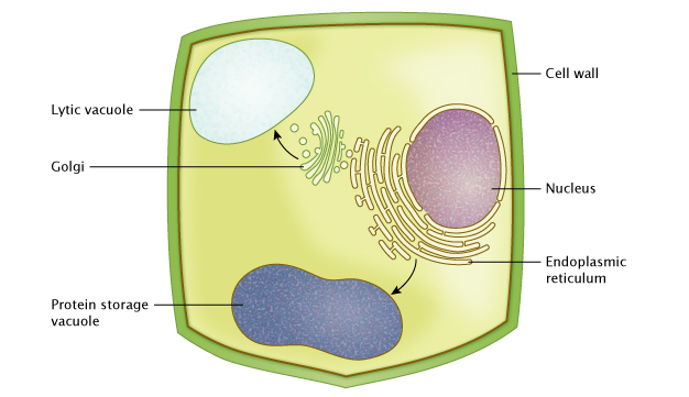 Unique cell structure