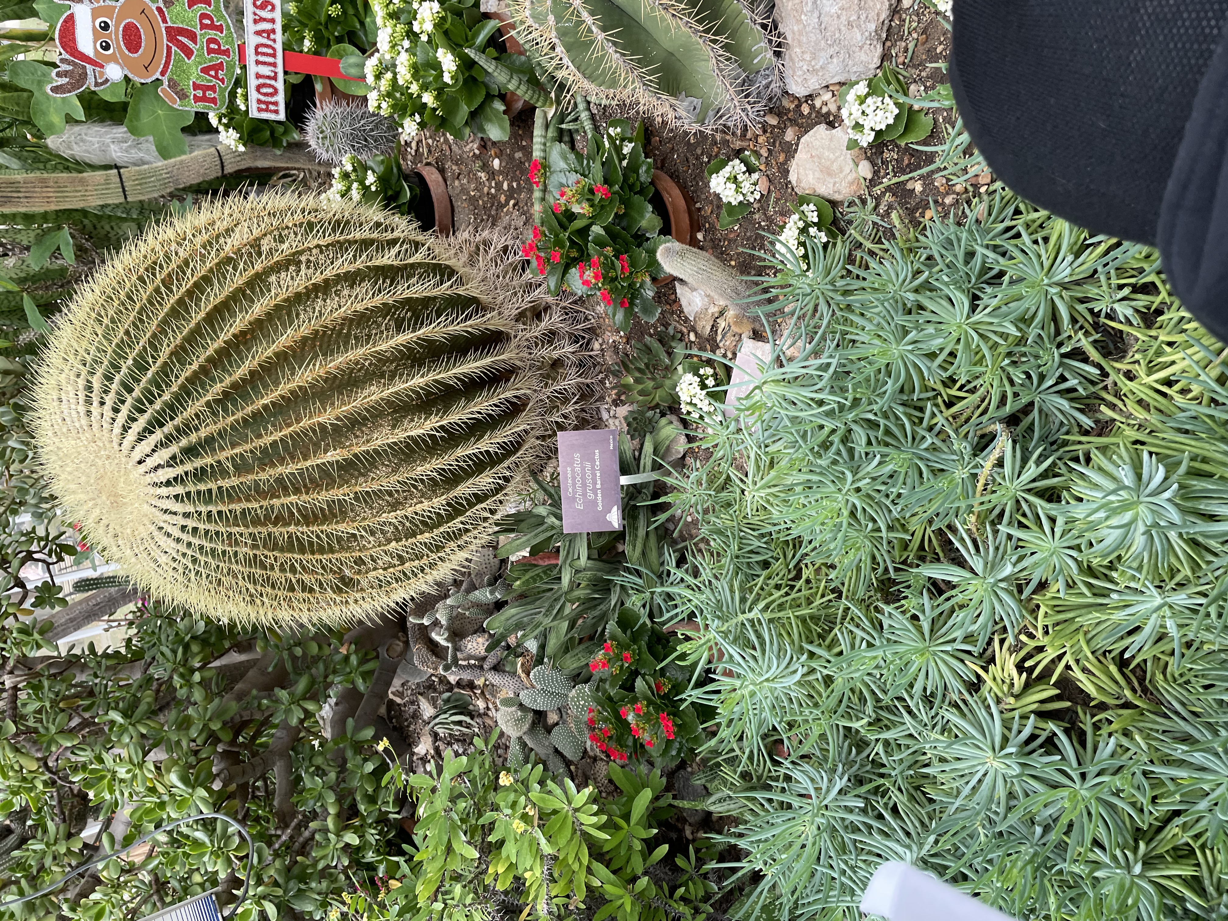 Common name: Golden Barrel Cactus