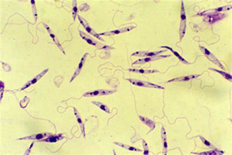 Zooflagellates
