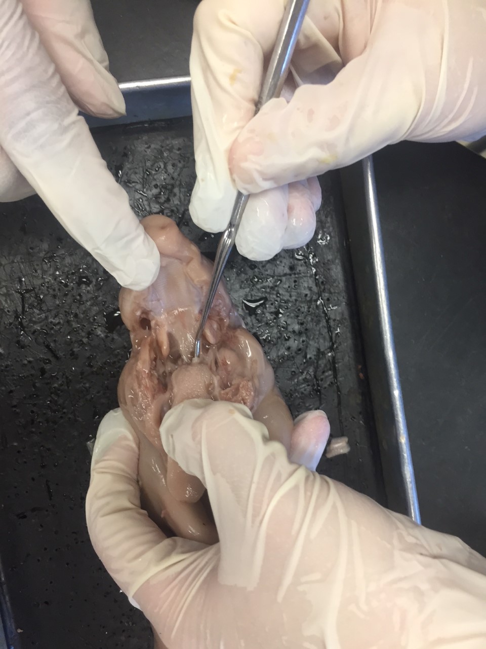 Picture of the pig's esophagus and epiglottis. This pig was apart of our fetal pig dissection. (The probe is pointing at the 