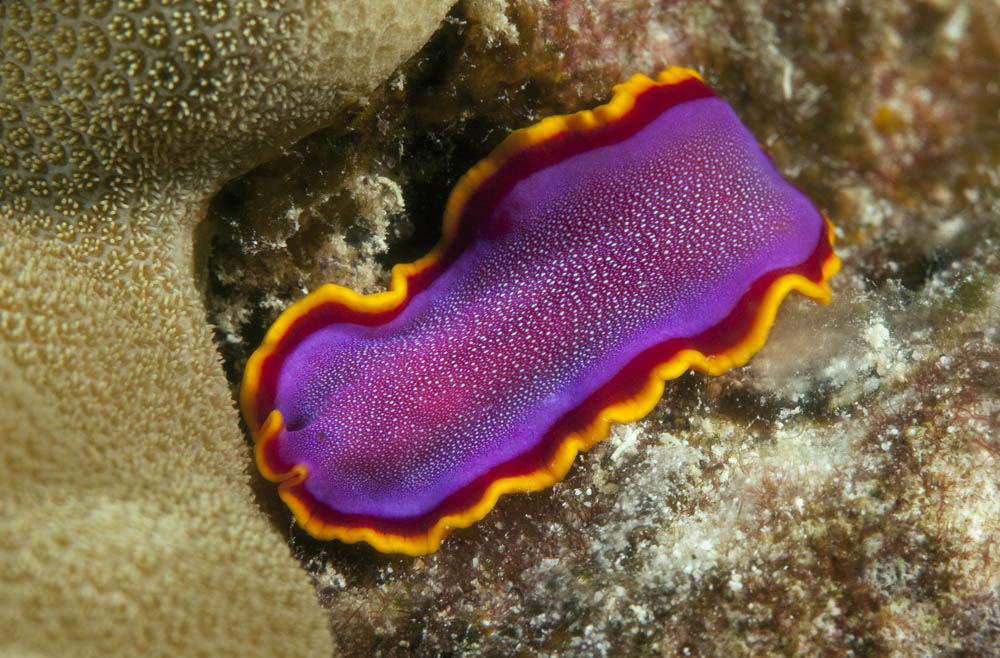 Flatworm
