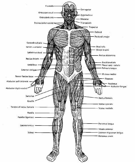 muscular system