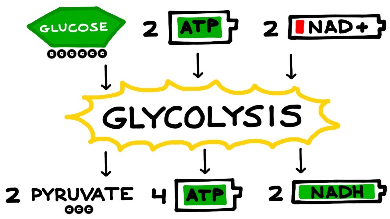 1. Glycolysis: Glucose and ATP produce pyruvate molecules, NADH and ATP