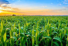 crops