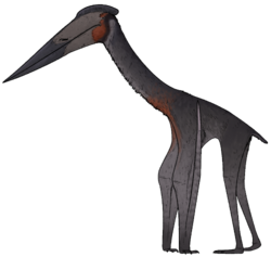 Hatzegopteryx thambema