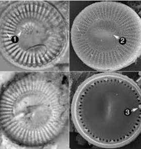 Ex. Cyclotella