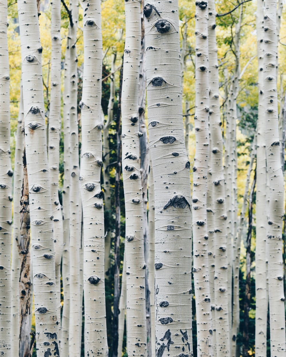 arbre de bouleau
