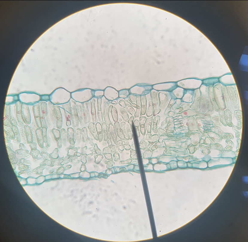 Dicot leaf 400x