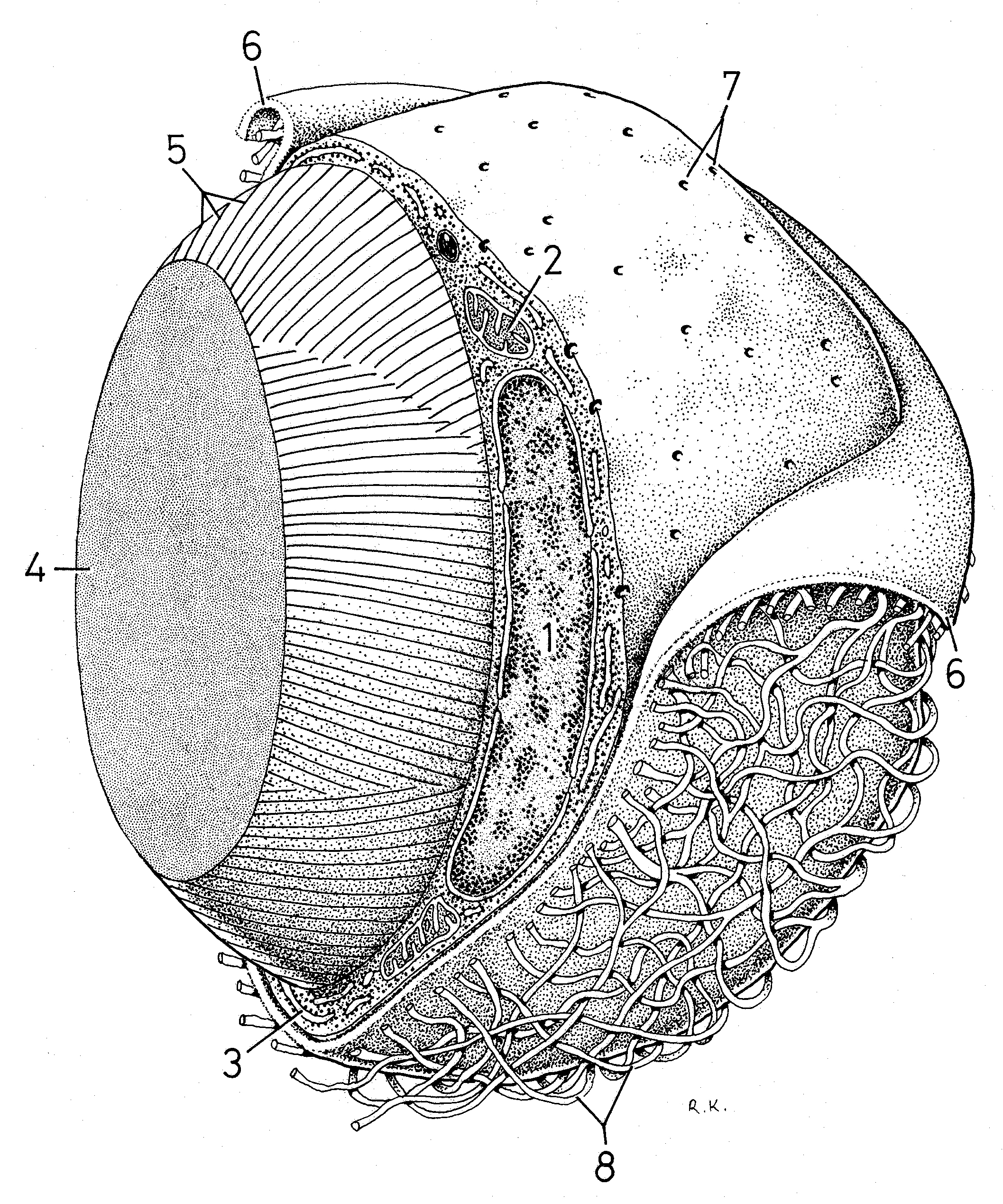 ADIPOCITOS