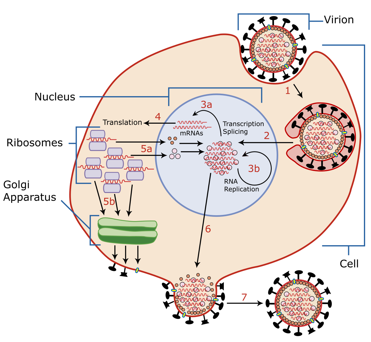 By reproduction method
