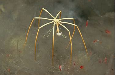 Sea Spider
