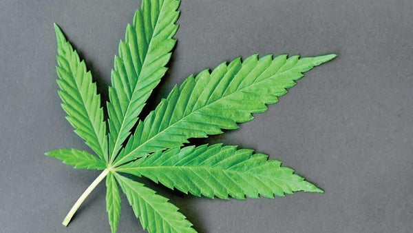Cannabis
