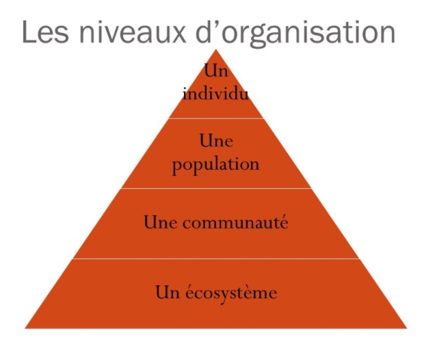 Les populations et les communautés