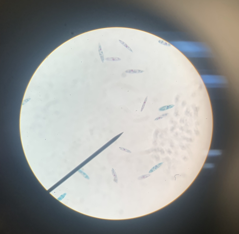 Euglena 400x