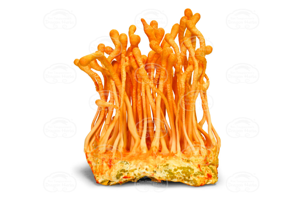 Cordyceps