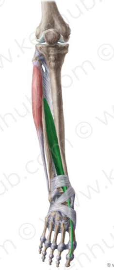 Extensor largo del dedo gordo
