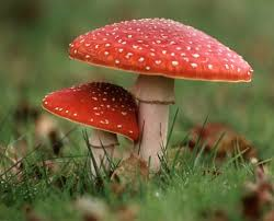 Club Fungi