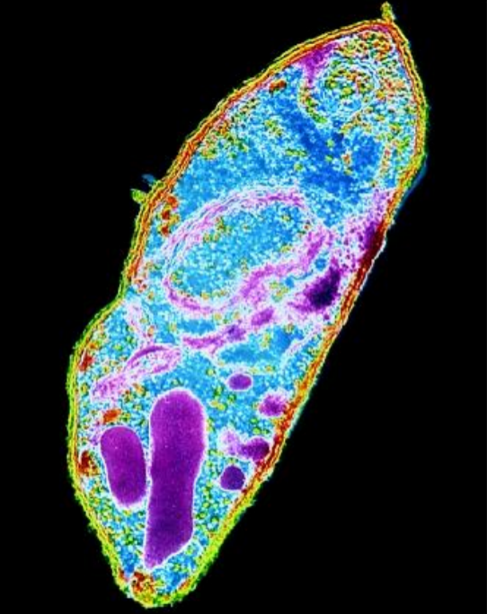 Ex. Plasmodium
