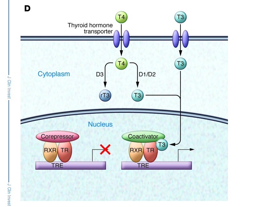 How the Thyroid Hormone Works