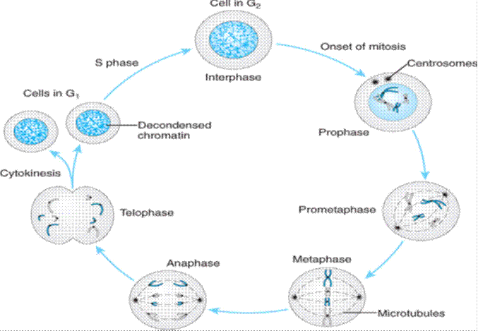 M - Mitosis